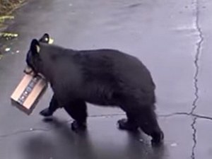 Urso 'rouba' encomenda da Amazon deixada na frente de casa nos EUA