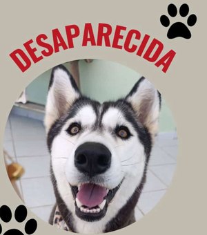 Família procura por Kira, cadela levada por desconhecido após fuga em Boa Vista