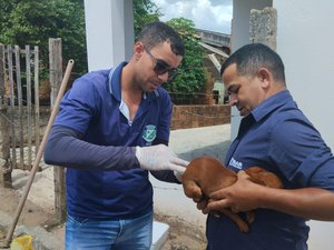 [Vídeo] Vacina antirrábica previne a raiva e prefeitura reforça ação na zona rural de Arapiraca