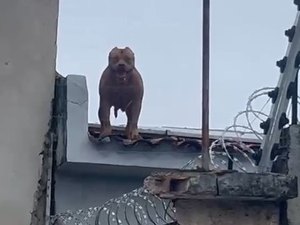 [Vídeo] Pitbull sobe em telhados e assusta moradores de rua em Arapiraca