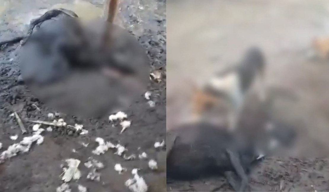 Seis ovelhas são encontradas mortas após ataque na zona rural de Atalaia