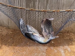 Briga política impede que comerciantes de cidade sertaneja comprem tilápias  de cidade vizinha