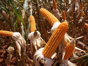 Volume de milho produzido em Alagoas pode triplicar em 2015