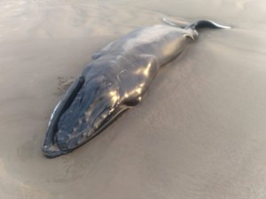 Baleia encalha morta na Praia do Pontal do Peba