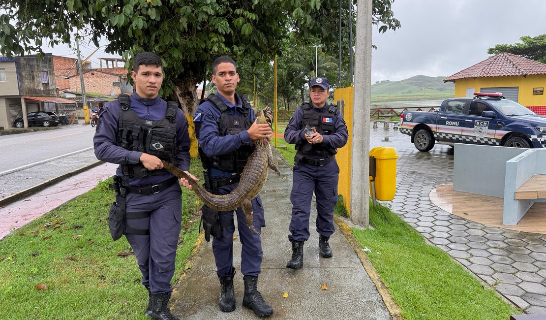 Família encontra jacaré na garagem de casa e aciona Guarda Municipal em Matriz de Camaragibe