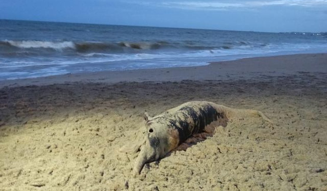 Mais um golfinho é encontrado morto em praia de Maragogi