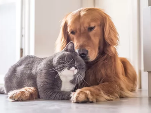  Empresa alagoana lança sistema inteligente para alimentação de PETs