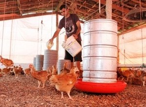 Avicultores do Sertão alagoano participam da maior feira de agricultura familiar