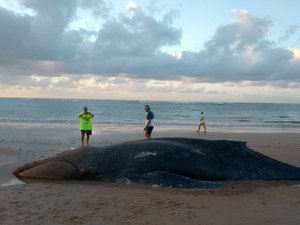 Baleia é encontrada morta na Praia de Lagoa do Pau, em Coruripe