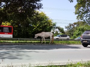 Cavalo é flagrado transitando por avenida movimentada de Maceió