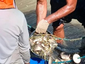 Prefeitura de Palmeira dos Índios realizará nova entrega de alevinos nesta quinta (30)