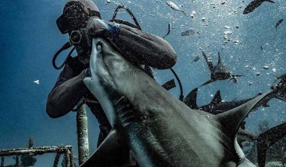 Fotógrafo pega o exato momento em que tubarão morde um mergulhador