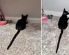 Gato resgatado viraliza com rabo gigante e surpreende as redes sociais