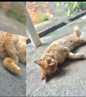 Família pede ajuda para localizar gatinho que desapareceu no ﻿bairro Benedito Bentes, em Maceió