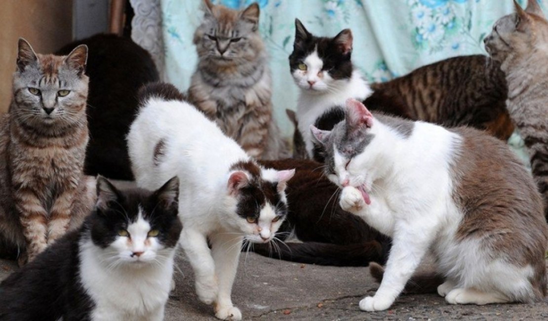 Denúncia: Gerente de call center teria dado ordem para envenenar gatos