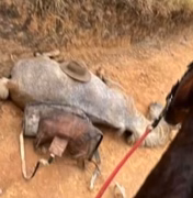 Ana Castela e Paolla Oliveira cobram justiça para cavalo mutilado em São Paulo