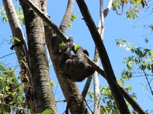 Animais silvestres apreendidos em fiscalizações são soltos na natureza