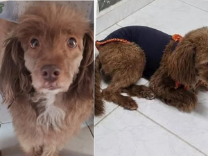 Recompensa de R$ 500: família busca cadelinha desaparecida em Arapiraca