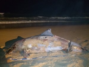 Golfinho é encontrado morto com marcas de rede de pesca na Jatiúca