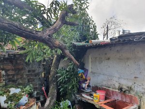 Árvore despenca em cima de residência no Farol