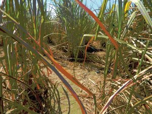 Corpo sem as mãos é encontrado na Zona Rural de Feira Grande