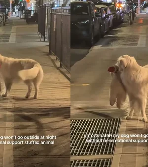 Golden retriever faz sucesso com hábito curioso ao passear