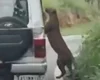 Menino é atacado por leopardo durante safari: 'Lesões profundas'