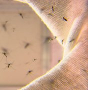 Dengue atinge mais a  faixa etária entre 14 e 24 anos