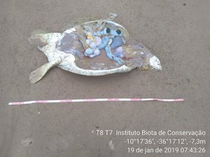 Tartaruga marinha é encontrada mutilada na praia de Feliz Deserto