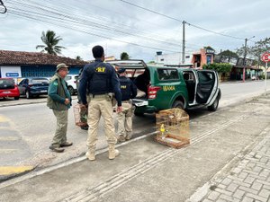 FPI do São Francisco flagra irregularidades em criatório de aves em Arapiraca