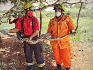 Cobra com mais de dois metros é encontrada na zona rural de Coité do Nóia