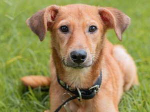 Prefeitura de Maceió leva Feira de Adoção à Rua Aberta neste domingo (31)