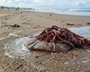 Água-viva queima adolescente na Praia do Francês e menina é socorrida