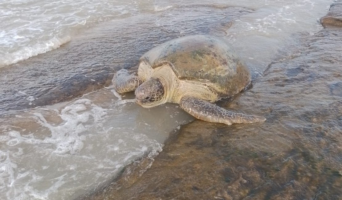 Pescadores reintroduzem tartaruga marinha à natureza