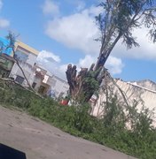 Poda de árvore centenária revolta moradores de Campo Grande