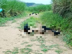 Corpo em estado de decomposição é achado em Matriz de Camaragibe