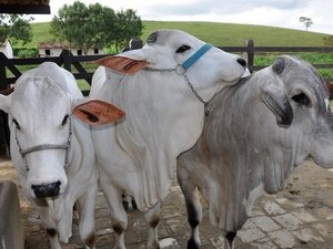 Projeto genético de rebanho faz 1º implante de embrião