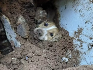 Cão é resgatado com vida após passar 20 horas sob escombros de muro