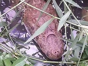 Técnicos do IMA encontram jacarés ameaçados de extinção em Rio Largo