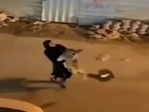 Mulher é vista carregando leão de estimação que 'fugiu de casa', no Kuwait