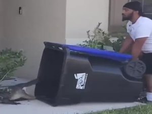 Jacaré tenta fugir de 'ré', mas é capturado com lata de lixo