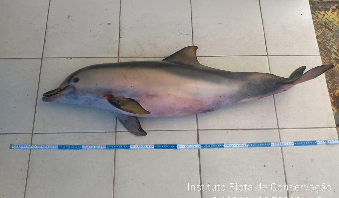 Terceiro golfinho é encontrado morto em dois dias nas praias de Maceió 