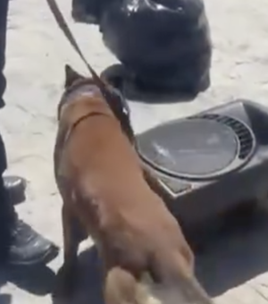 [Vídeo] Cão farejador identifica droga escondida em ônibus do MS com destino a Arapiraca