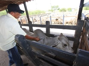 Prazo para declarar vacinação contra aftosa será encerrado no próximo dia 15