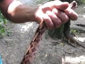 Correios flagram tráfico ilegal de animal silvestre em Maceió