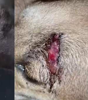 Polícia investiga maus-tratos contra cães comunitários em São Miguel dos Campos