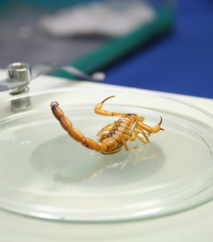 Alagoas registra mais de 10 mil casos de picadas de escorpião em 2025