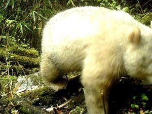 Panda albino é visto pela 1ª vez em floresta chinesa