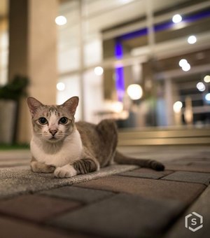 [Vídeo] Morador pode ser punido por alimentar gatos em condomínio? Entenda