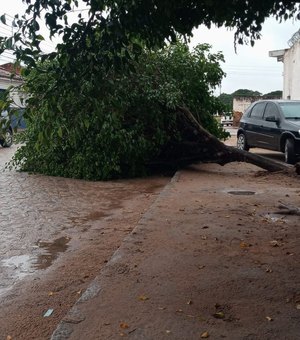 Chuva forte derruba árvore em Arapiraca